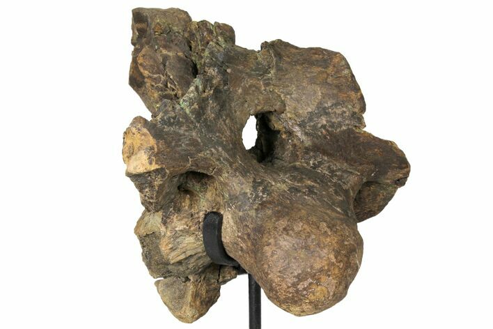 Triceratops Occipital Braincase on Stand - North Dakota #131350